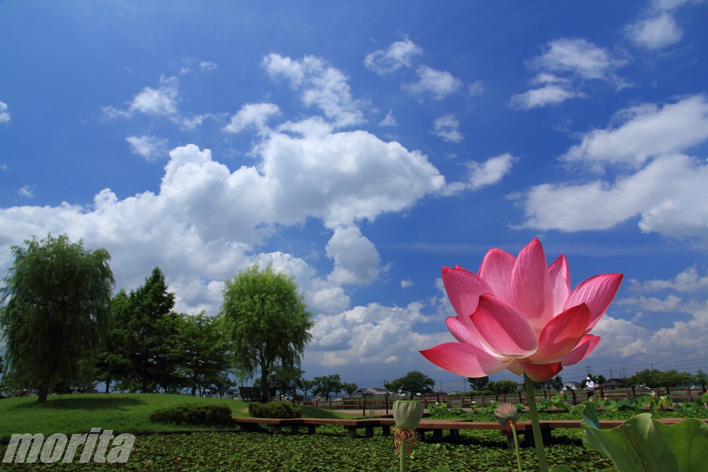 hiraike-8.jpg