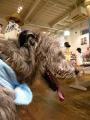 「DOG DEPT」でお買い物