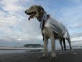 新型首タオルを装着した火星犬