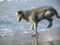 ボールを狙ううさぎ跳び犬