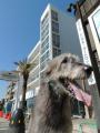 足場が外された「DOG DEPT GARDEN RESORT 湘南江ノ島」の新店舗