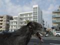 「DOG DEPT GARDEN RESORT 湘南江ノ島」新店舗