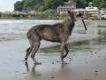 流木を回収するフィンリー
