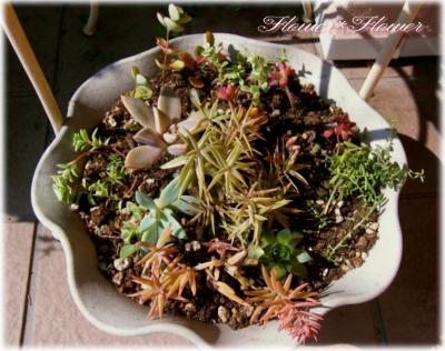 寄せ植え~その2~