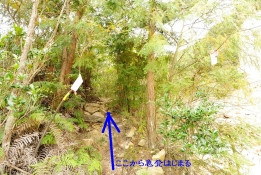 ここから一転急登の山道へ