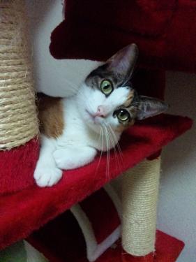みつこ。