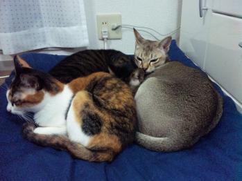 3ニャンズ。