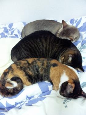 3ニャンズ。