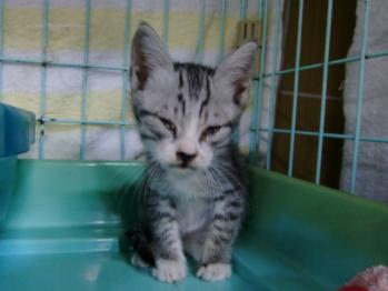 2011年9月29日グレーキジ子猫2ヵ月くらいの男の子保護