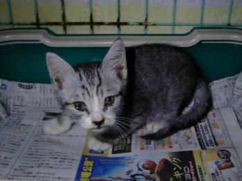 2011年9月29日グレーキジ子猫2ヵ月くらいの男の子保護