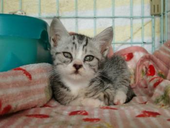 2011年9月29日グレーキジ子猫2ヵ月くらいの男の子保護