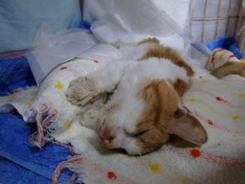 いくら君、慢性腎不全、がりがり脱水貧血ひどい、点滴、増血剤、栄養剤あげる。