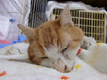 いくら君、慢性腎不全、がりがり脱水貧血ひどい、点滴、増血剤、栄養剤あげる。