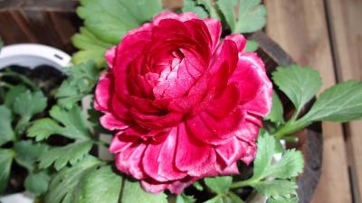 DSC00026.jpg