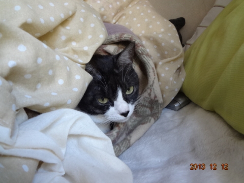DSC00379.jpg