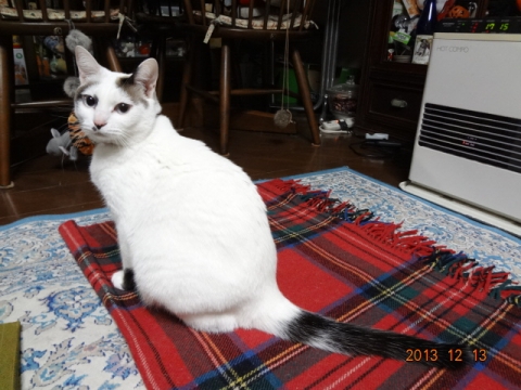 DSC00382.jpg