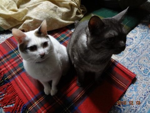 DSC00433.jpg