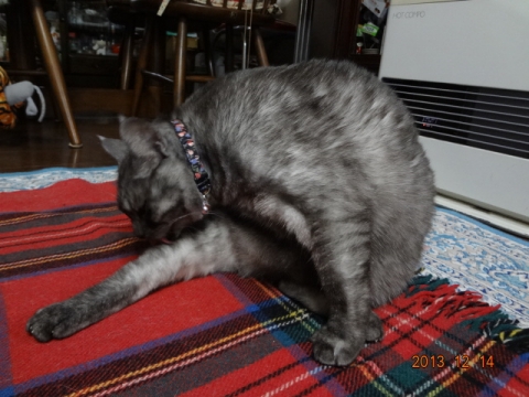 DSC00439.jpg