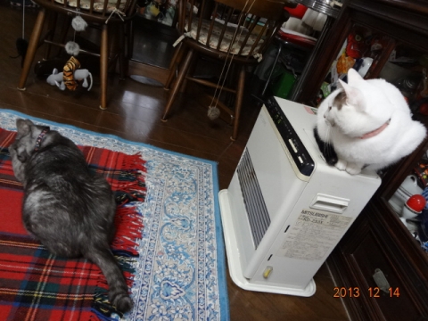 DSC00444.jpg