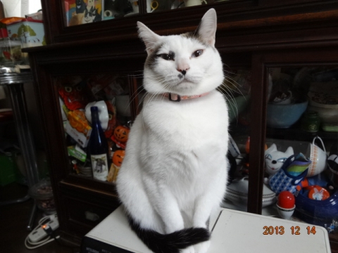 DSC00464.jpg