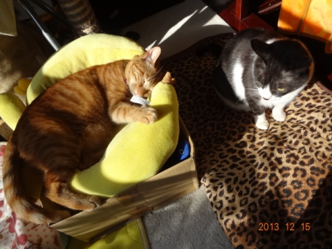 DSC00520.jpg