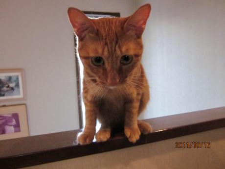 IMG_0728_20111018162152.jpg