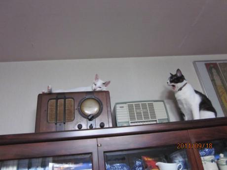 IMG_7996_20110920111828.jpg