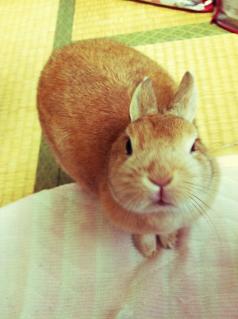マフィン