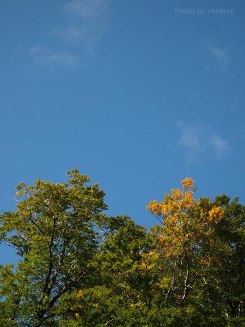 見上げる青空
