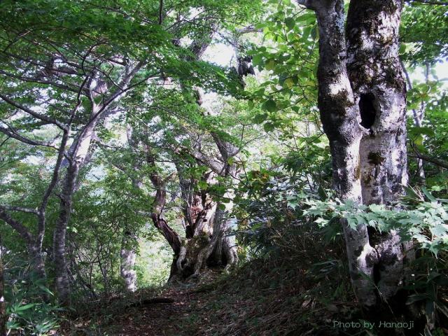ブナ林の尾根道