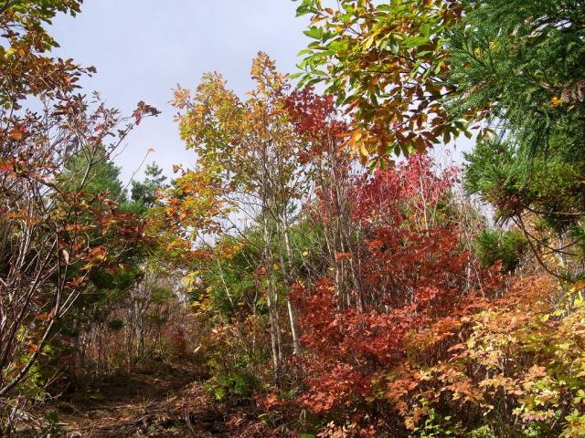 林道の紅葉