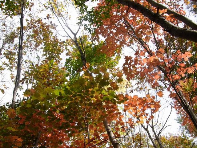 山道に入って