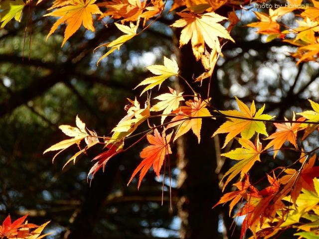 紅葉が綺麗でした。