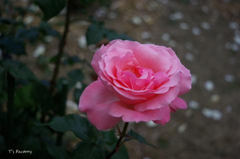 薔薇