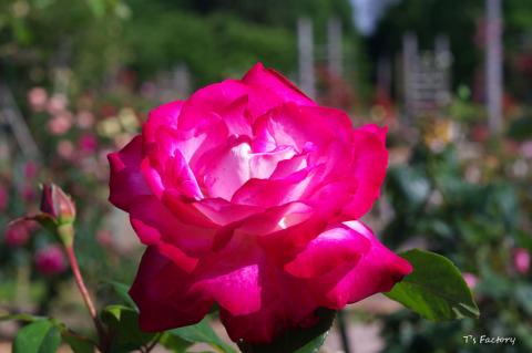 薔薇2