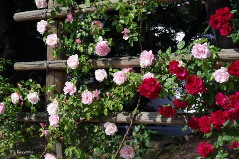 薔薇4