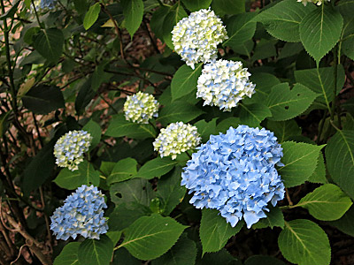 img_20130616_091.jpg