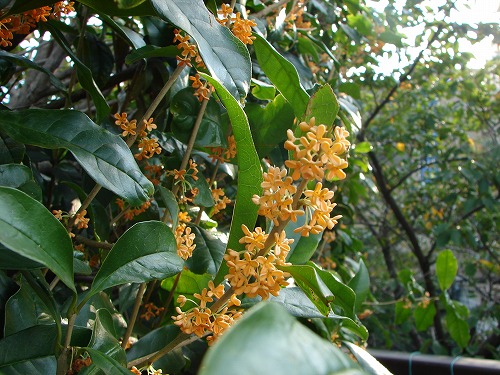 DSC08428.jpg