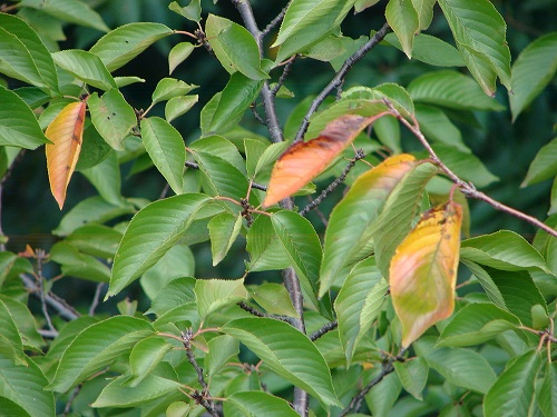 DSC08435.jpg
