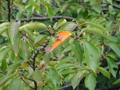 DSC08442.jpg