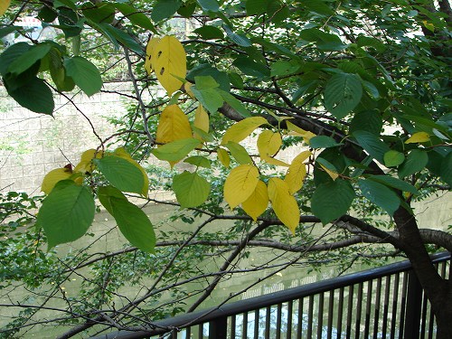 DSC08444.jpg