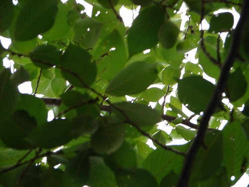 DSC08445.jpg