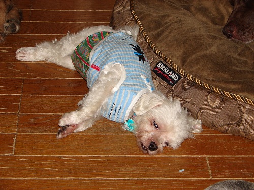 DSC08641.jpg