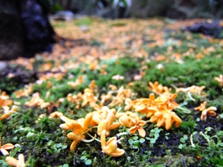 20111015kinmokusei