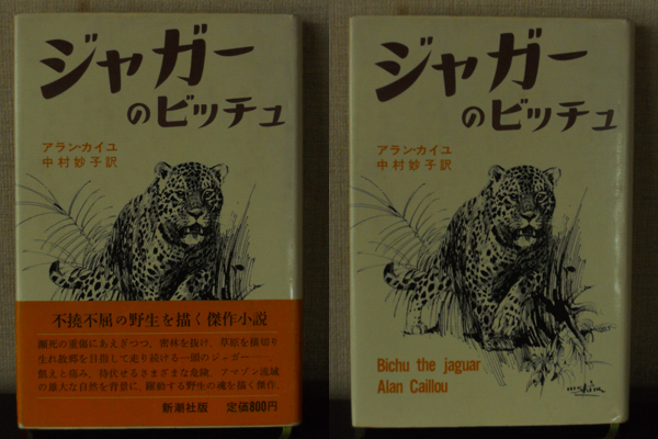 20120504_bichuthejaguar.jpg
