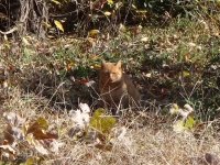 okutama_20131207-1.jpg