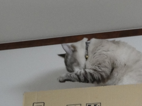 130301zoro1