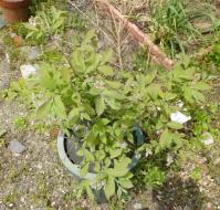 20120429_02.jpg