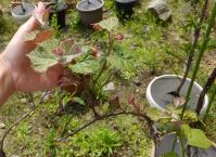 20120429_07.jpg