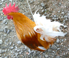 tosaka